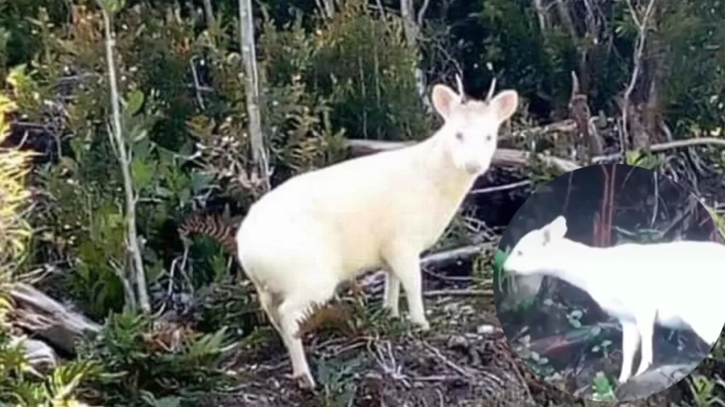 Pudú albino