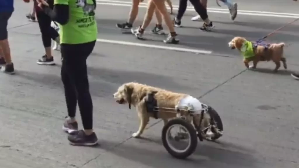 Caminata Familiar Canina