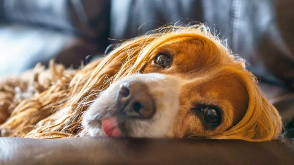 Mascotas cambio de horario Getty