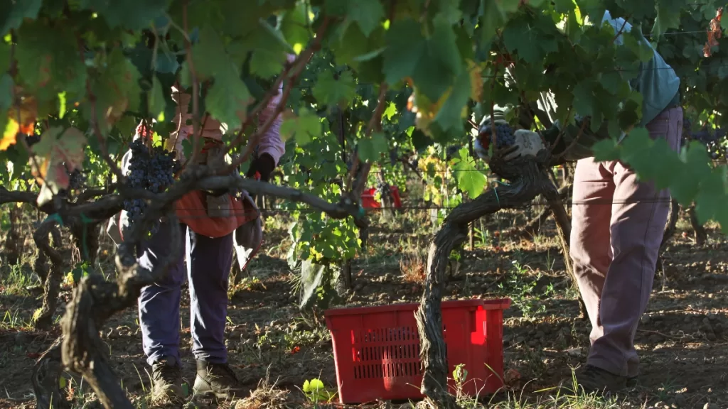 Vendimia del Valle de Maipo