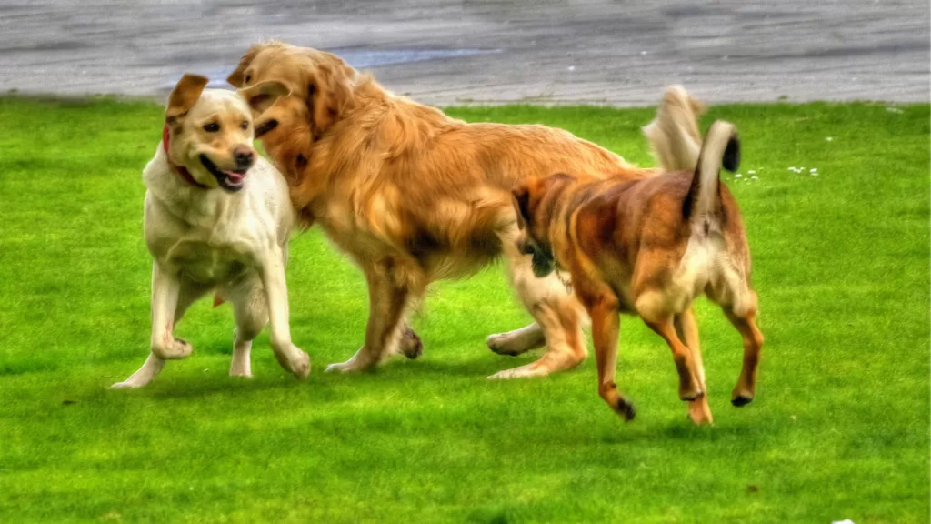 Día Mundial del Perro