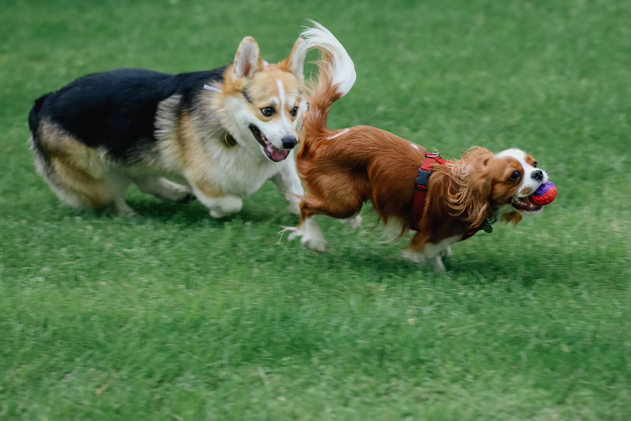 Foto referencial GuauFest