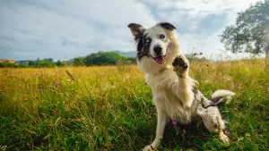 GuauFest referencial