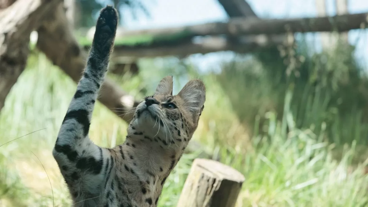 Panorama ideal para los amantes de los animales: El recinto a 45 minutos de Santiago que ofrece visitas familiares personalizadas