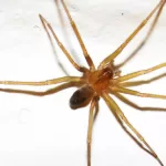 Araña de Rincón