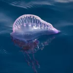 Playas cierran por Fragata Portuguesa