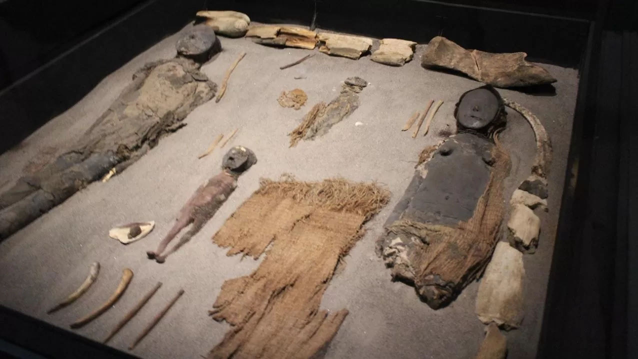 Momias Chinchorro, Servicio Nacional del Patrimonio Cultural