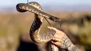 Serpiente de cascabel