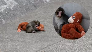 “Lo que algunos llaman adorable es un trauma”: Reconocida organización animalista pide traslado de monito viral Punch