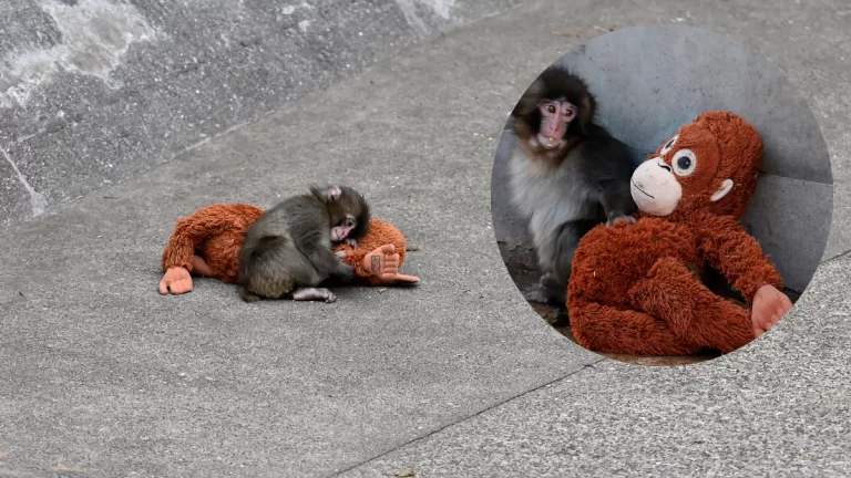 “Lo que algunos llaman adorable es un trauma”: Reconocida organización animalista pide traslado de monito viral Punch