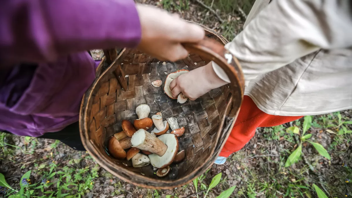 La recolección de hongos es una de las actividades a considerar, Getty