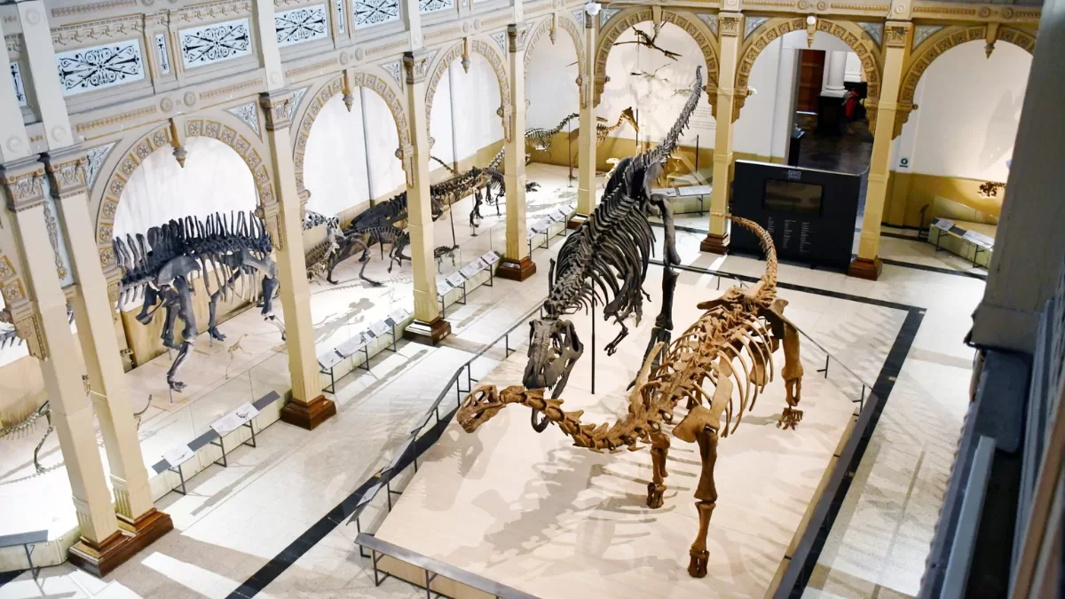 "Dinosaurios al sur del mundo", Museo de Historia Natural
