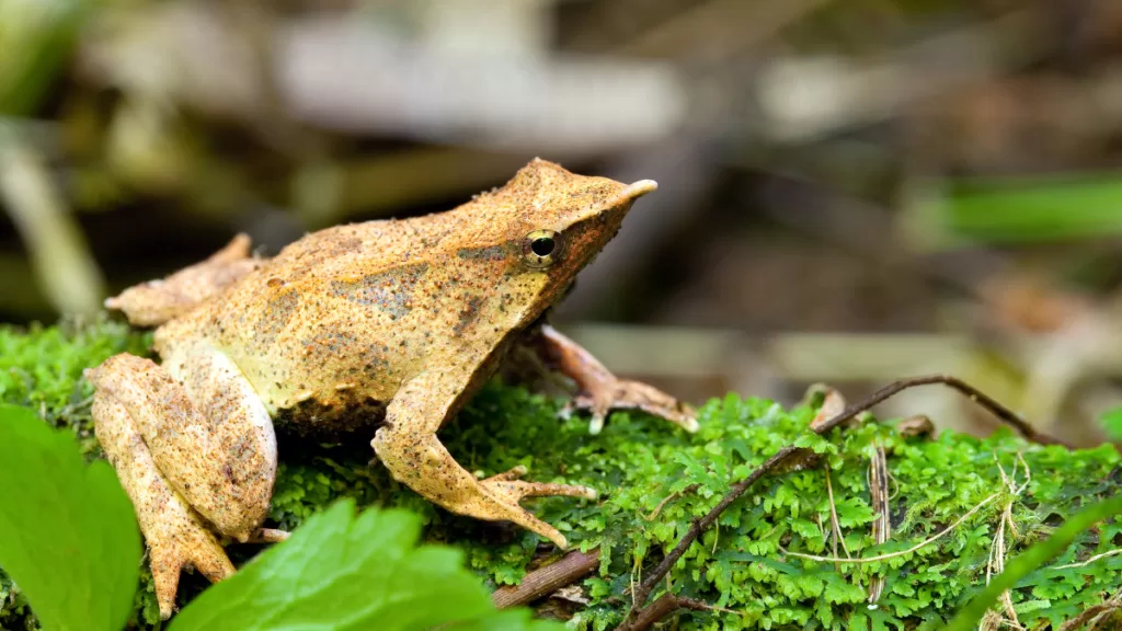 “Live Andes 2.0”: La plataforma de IA y ciencia ciudadana para agilizar el monitoreo de fauna en Chile
