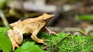 “Live Andes 2.0”: La plataforma de IA y ciencia ciudadana para agilizar el monitoreo de fauna en Chile