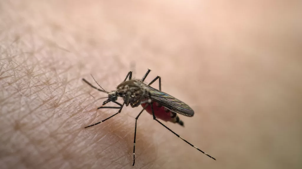 dengue