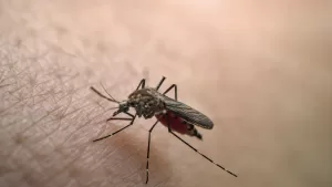 dengue