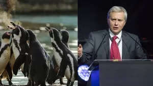 pinguino de Humboldt