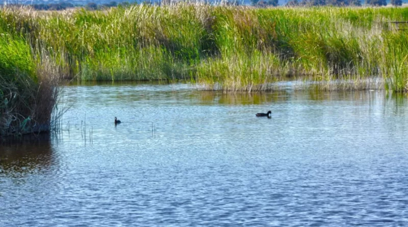 Panorama Humedal Batuco
