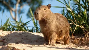 capibaras