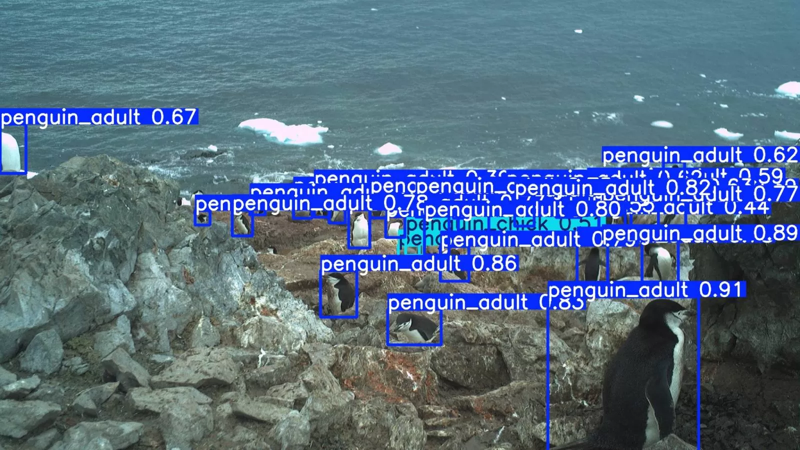 Monitoreo de Pingüinos, INACH