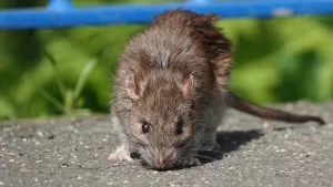 Hantavirus