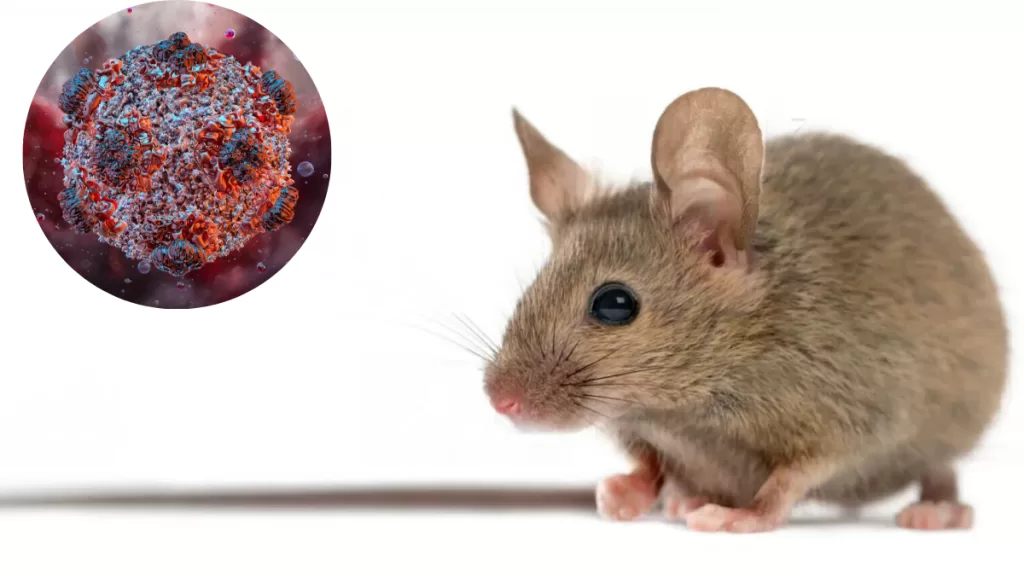hantavirus