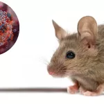 hantavirus