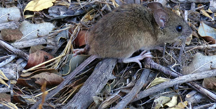 ratón colilargo