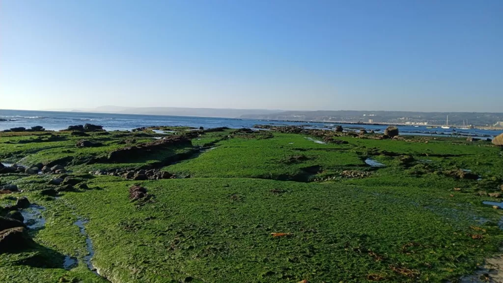 Algarrobo U de Chile fósiles