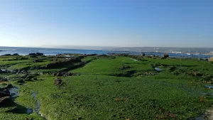 Algarrobo U de Chile fósiles
