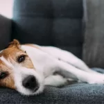 Perro enfermo Creative Getty Images