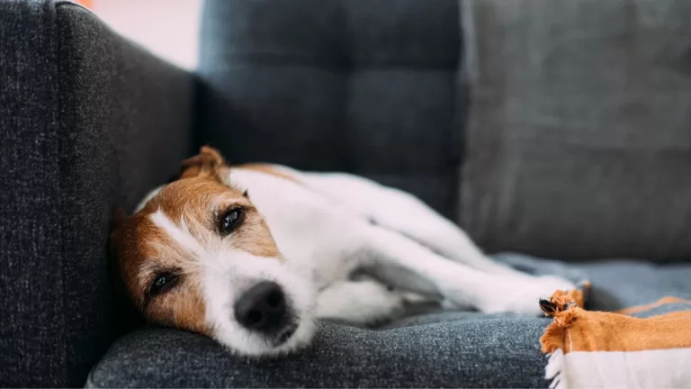 Perro enfermo Creative Getty Images