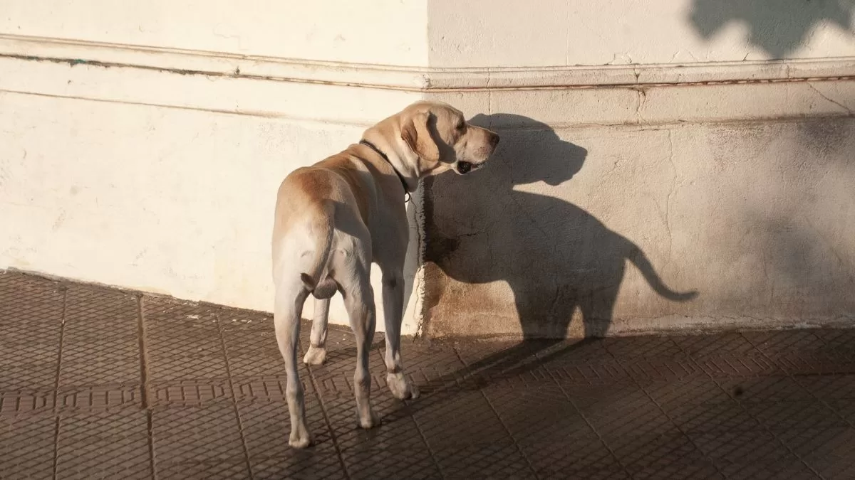 Nuevo Proyecto de ley maltrato animal- Ley Balto