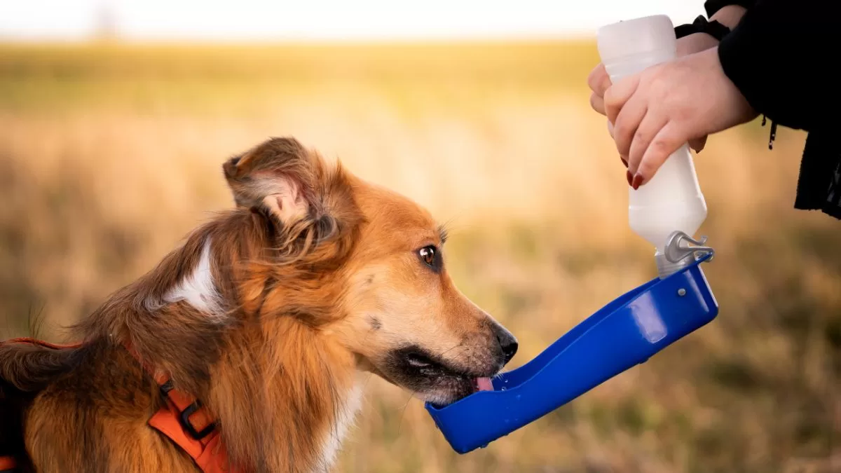Perro tomando agua - Getty Images Creative