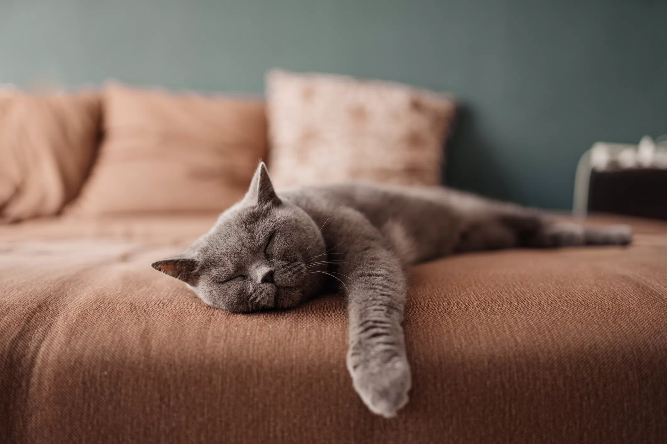 dormir con mascota