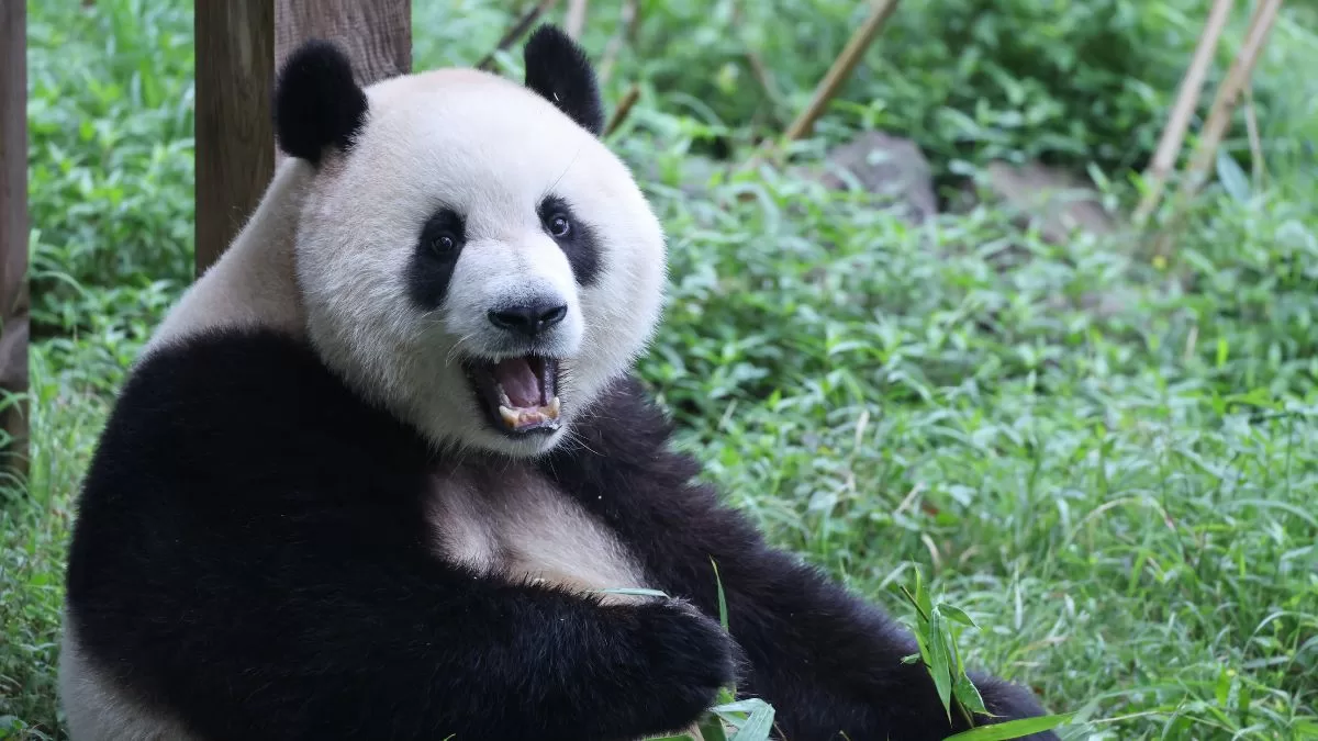 China Panda Gigante Getty Images