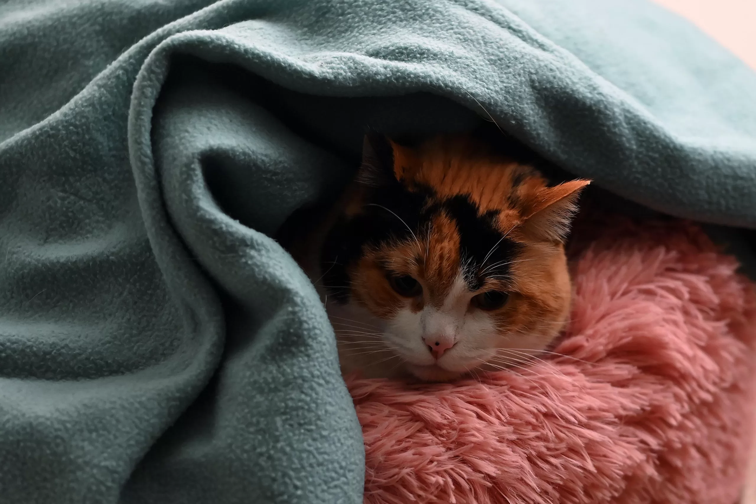 Mascotas en Invierno