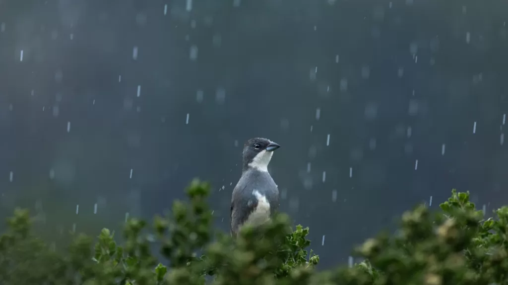 Naturaleza sistema frontal