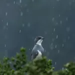 Naturaleza sistema frontal