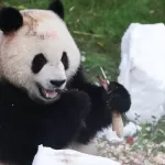 Panda gigante Getty Images
