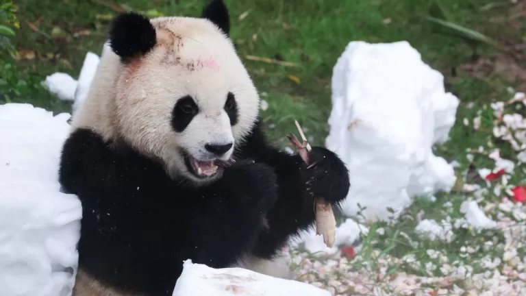 Panda gigante Getty Images