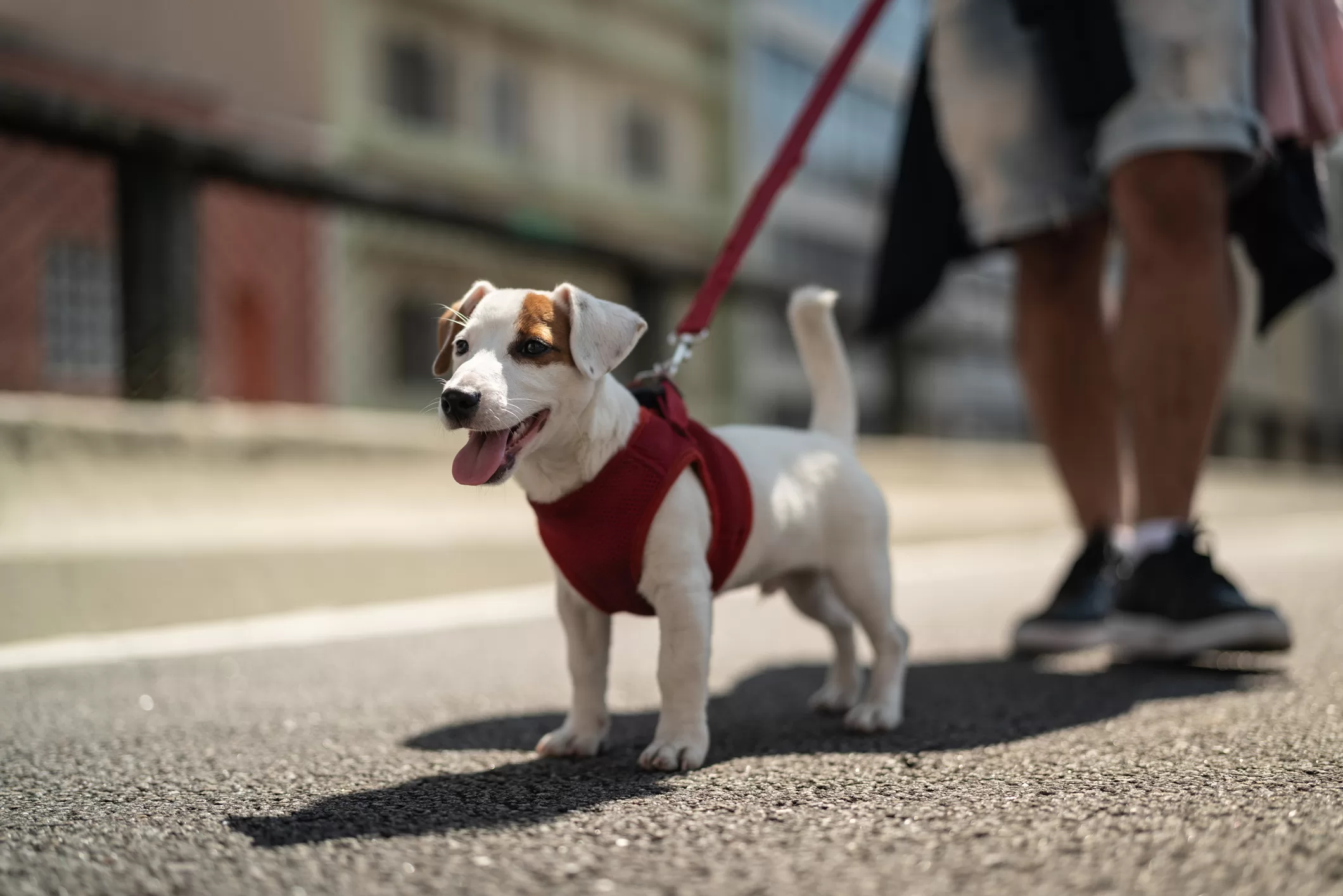Paseo perro ciudad