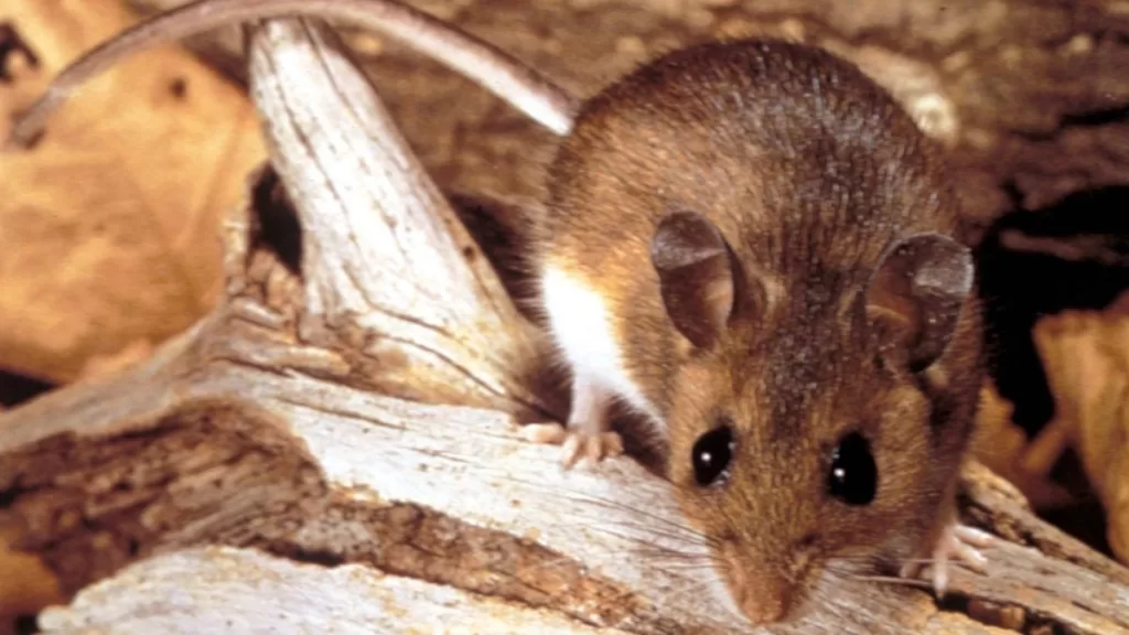 Ratón Hantavirus Foto web
