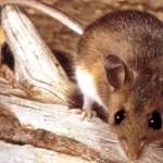 Ratón Hantavirus Foto web