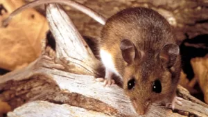 Ratón Hantavirus Foto web