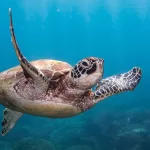Tortuga marina GettyImages-1486638619 web