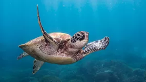 Tortuga marina GettyImages-1486638619 web