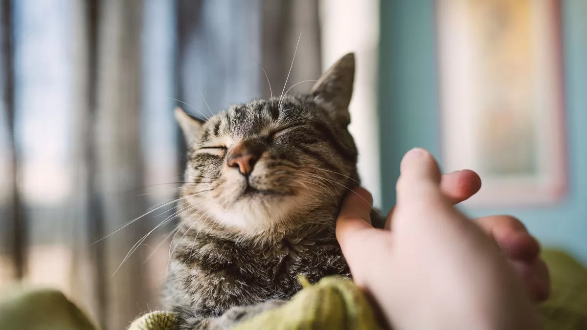 Gato