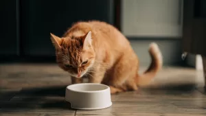 Gato