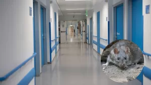 Hantavirus